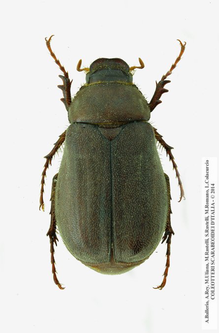 Aplidia transversa transversa, maschio